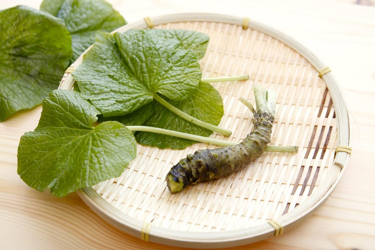 Japanese Classic Grater for Wasabi and Ginger, L Size, Made in Japan