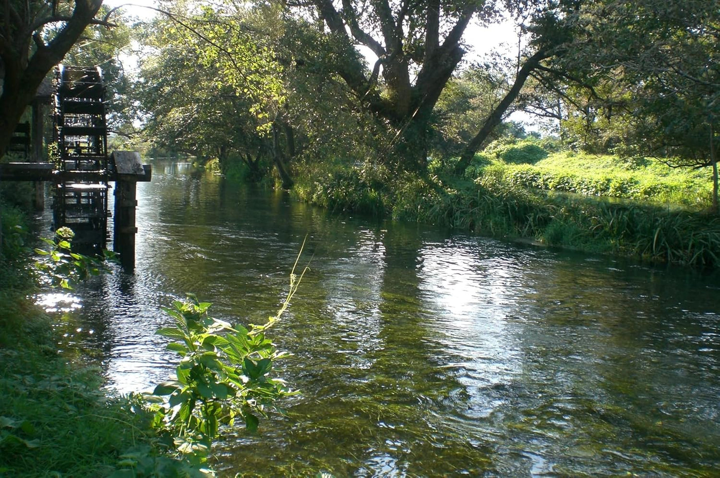 Japanese Classic Grater for Wasabi and Ginger, L Size, Made in Japan